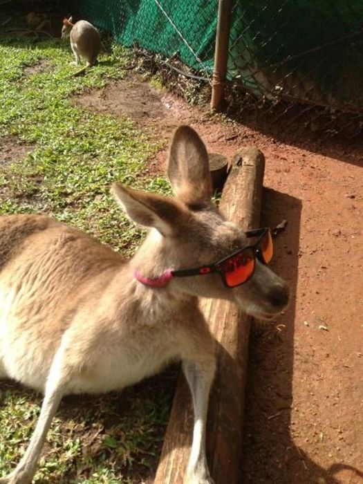 Fotos chistosas de los animales graciosos