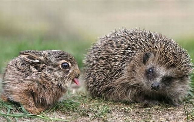 Fotos chistosas de los animales graciosos