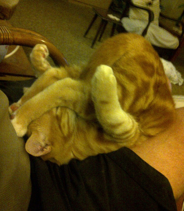 Momentos admirables de los animales 6