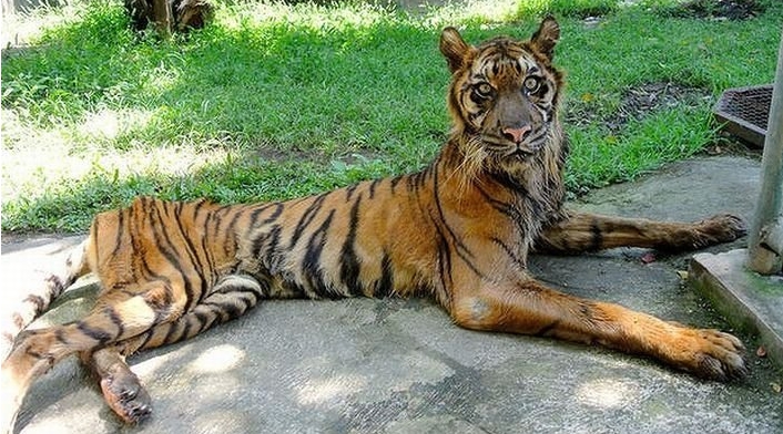 Tigre del parque zoológico de Indonesia es tan flaco que parecer a un &apos;gato&apos;