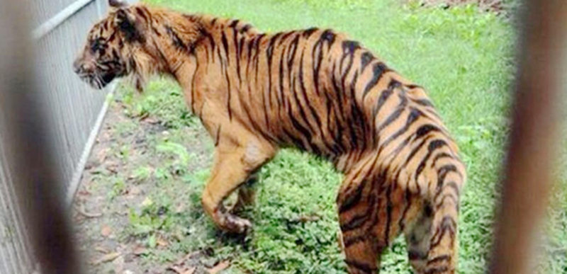 Tigre del parque zoológico de Indonesia es tan flaco que parecer a un &apos;gato&apos;