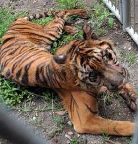 Tigre del parque zoológico de Indonesia es tan flaco que parecer a un &apos;gato&apos;