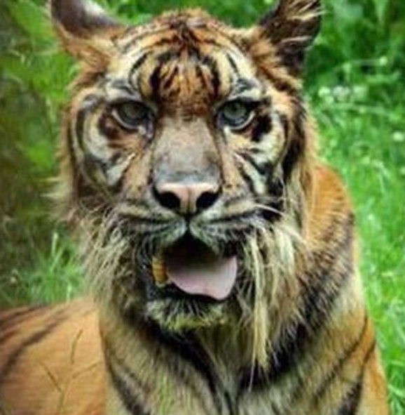 Tigre del parque zoológico de Indonesia es tan flaco que parecer a un &apos;gato&apos;