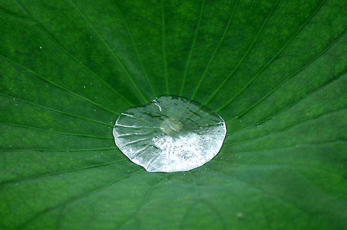 La hermosura del flor de loto del Palacio de Verano de Beijing 1