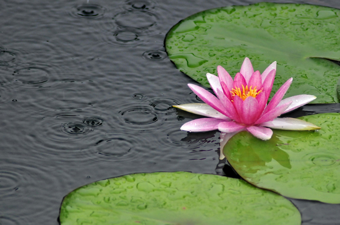 La hermosura del flor de loto del Palacio de Verano de Beijing 3