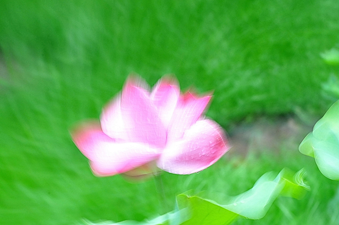 La hermosura del flor de loto del Palacio de Verano de Beijing 5