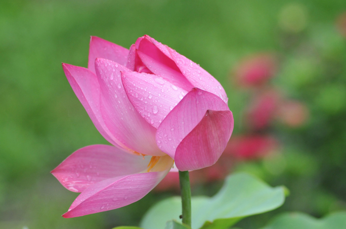 La hermosura del flor de loto del Palacio de Verano de Beijing 6