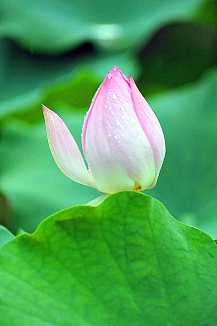 La hermosura del flor de loto del Palacio de Verano de Beijing 7