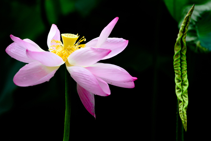 La hermosura del flor de loto del Palacio de Verano de Beijing 9
