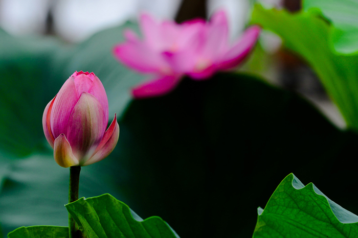La hermosura del flor de loto del Palacio de Verano de Beijing 10