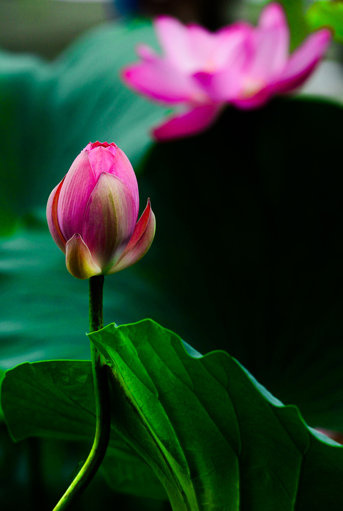 La hermosura del flor de loto del Palacio de Verano de Beijing 11