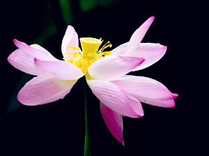 La hermosura del flor de loto del Palacio de Verano de Beijing