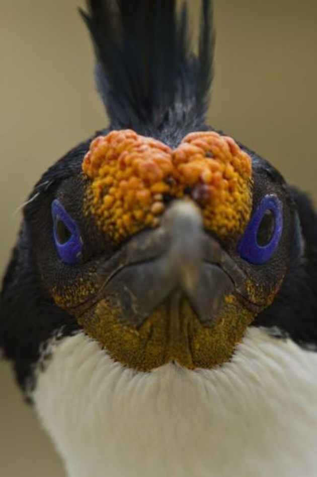 Los Verdaderos Angry Birds Spanish china cn 