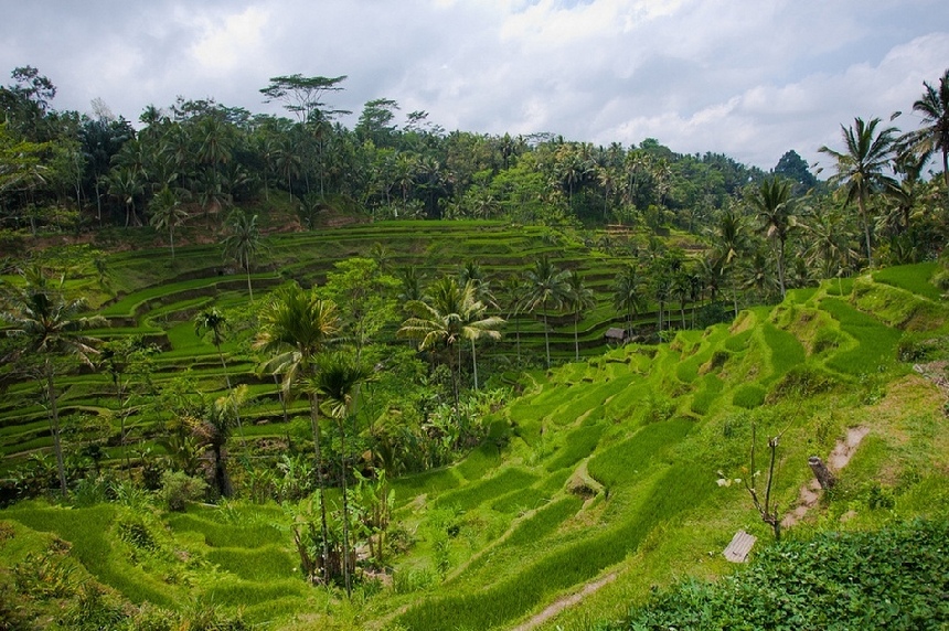 Terrazas Tegallalang, Bali