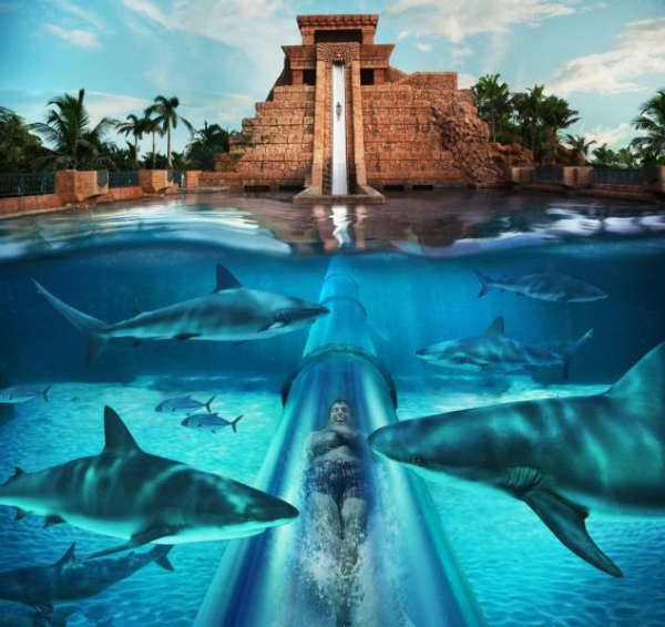 Nadar entre tiburones: la piscina más arriesgada del mundo 