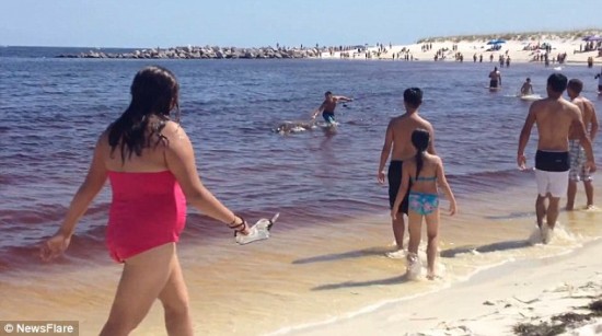 Un tiburón dio a luz en la orilla de una playa en Florida 1