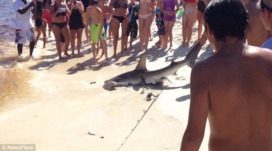 Un tiburón dio a luz en la orilla de una playa en Florida 2