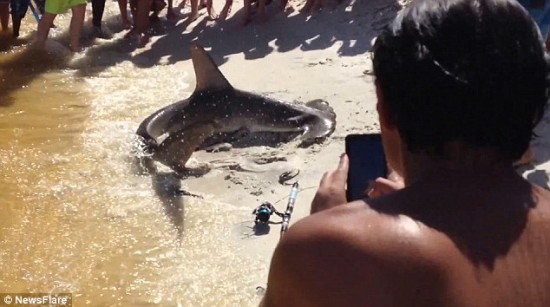 Un tiburón dio a luz en la orilla de una playa en Florida 4