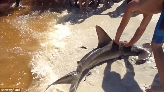 Un tiburón dio a luz en la orilla de una playa en Florida 5