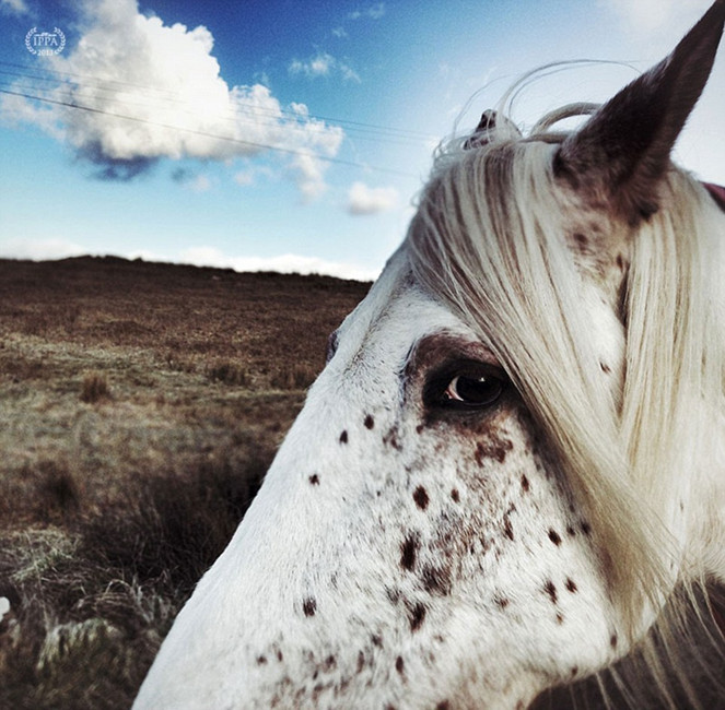 Obras de los ganadores del 7° concurso de fotos con iPhone 10