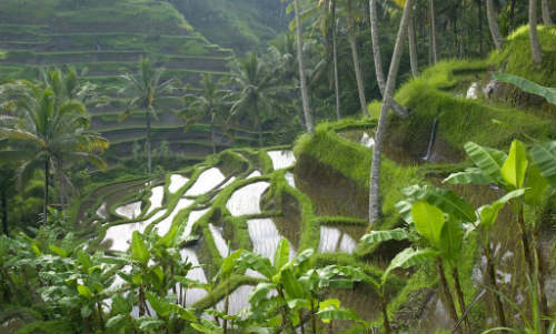 Ubud, Bali. 