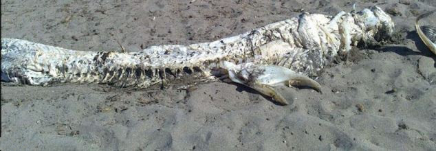 Se descubre un animal extraño en la playa de Villaricos, España