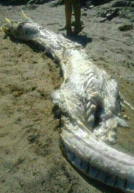 Se descubre un animal extraño en la playa de Villaricos, España