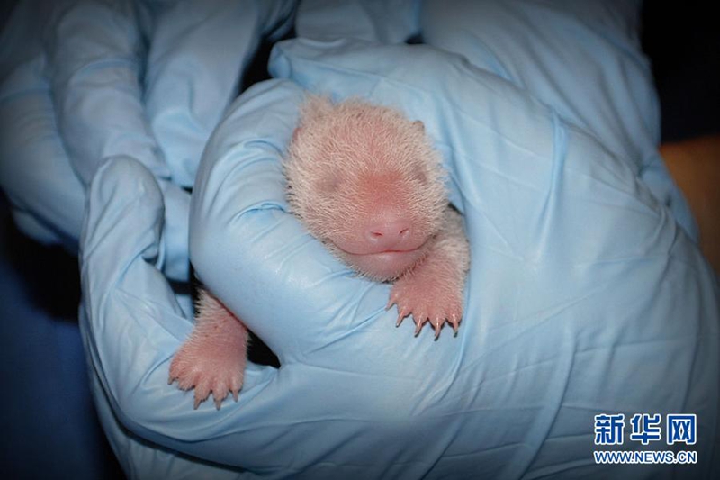 Cachorro de oso panda recién nacido pesa 137 gramos1