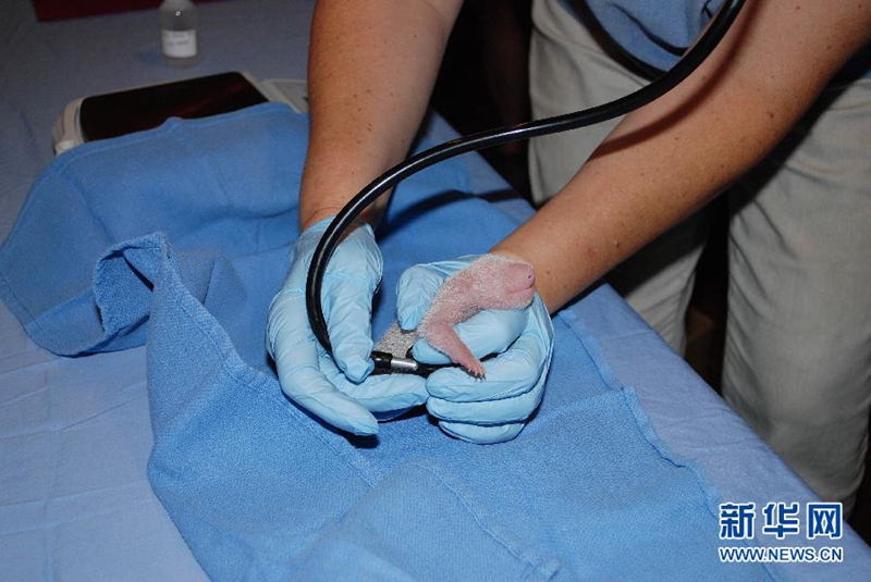 Cachorro de oso panda recién nacido pesa 137 gramos2