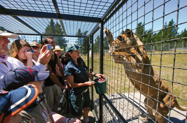 Esta vez están los visitantes en la jaula