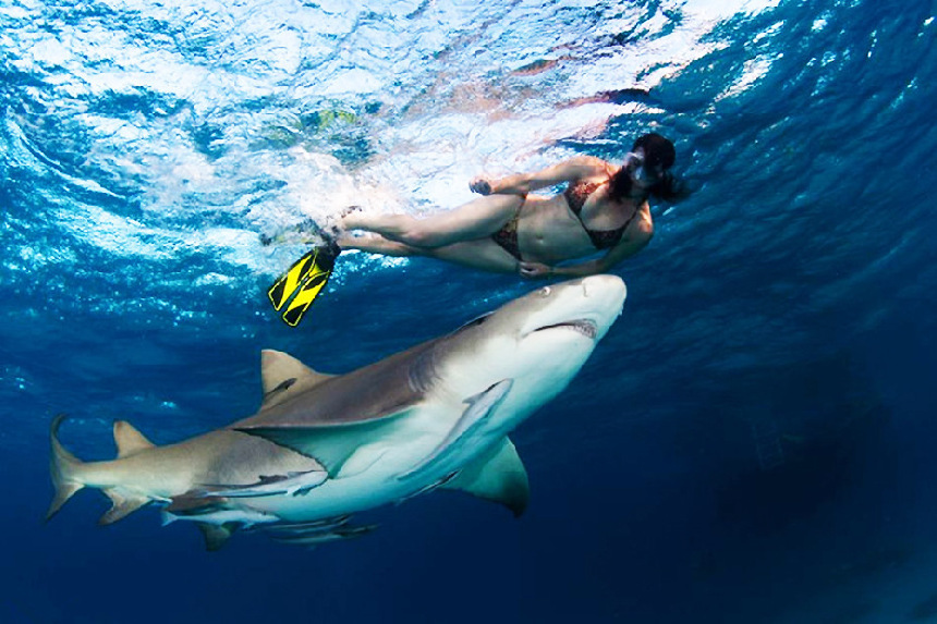 Mujer en bikini nada con tiburones