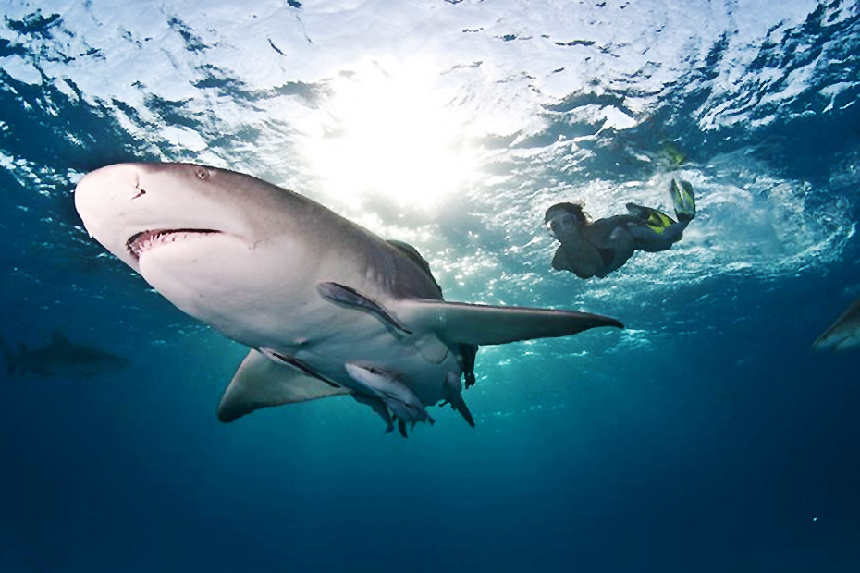 Mujer en bikini nada con tiburones