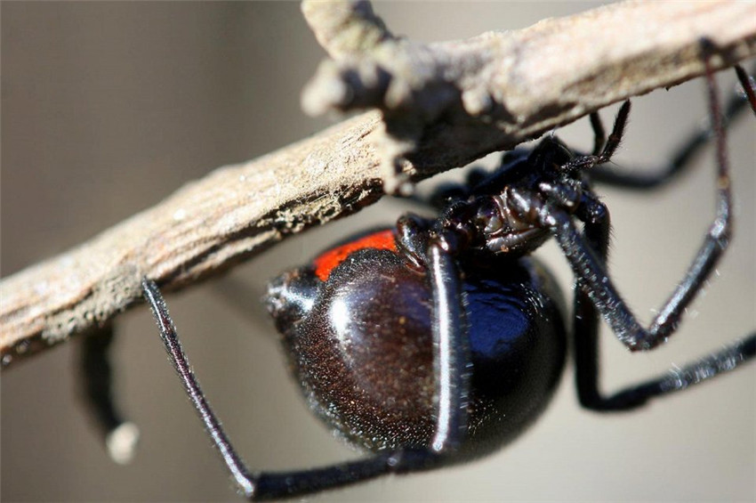 araña de viuda negra