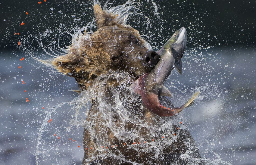 Fotos impactantes de Wildlife Photographer of the Year 2013