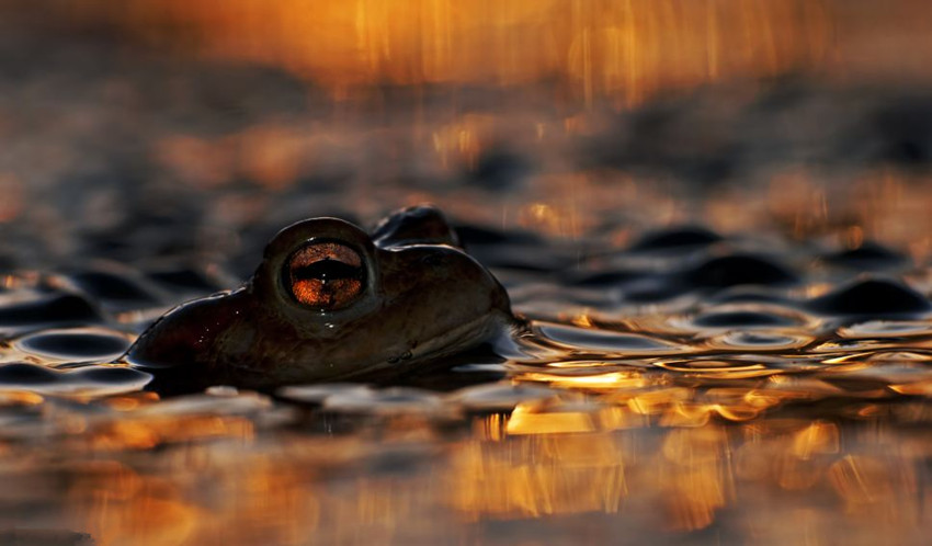 Fotos impactantes de Wildlife Photographer of the Year 2013