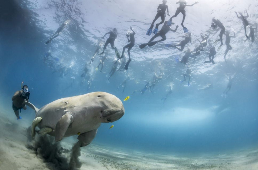 Fotos impactantes de Wildlife Photographer of the Year 2013