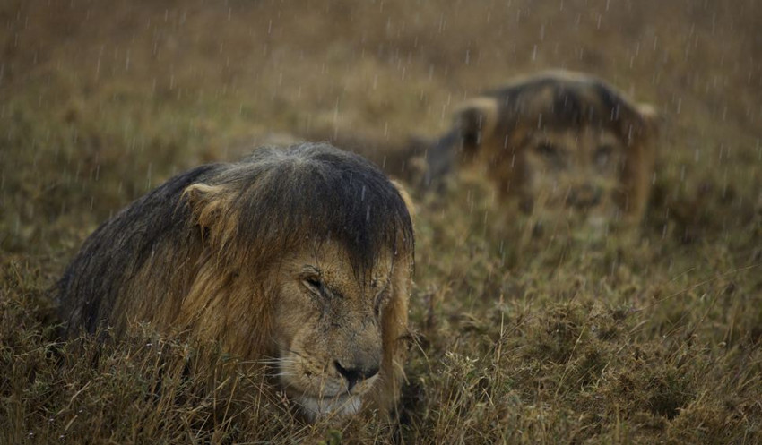 Fotos impactantes de Wildlife Photographer of the Year 2013