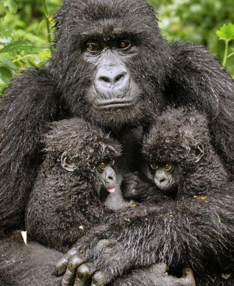 Fotos impactantes de Wildlife Photographer of the Year 2013