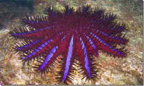 Estrella de mar corona de espinas. Crece más de 33 centímetros y poseen hasta 21 brazos. Se alimenta únicamente de coral, por eso el exceso de la población de este animal puede devastar los arrecifes. Cada uno puede consumir hasta 6 metros cuadrados de arrecife por año.