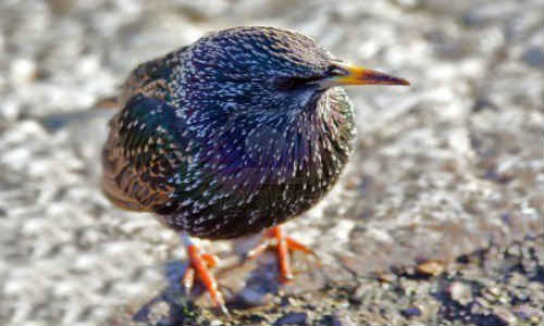 Starling Europeo. Algunas aves fueron puestas en libertad en Nueva York y luego tomaron el continente, desde Alaska hasta América Central. Destruyeron cultivos y eran responsables de disminuciones masivas y extinciones locales de muchos pájaros nativos.