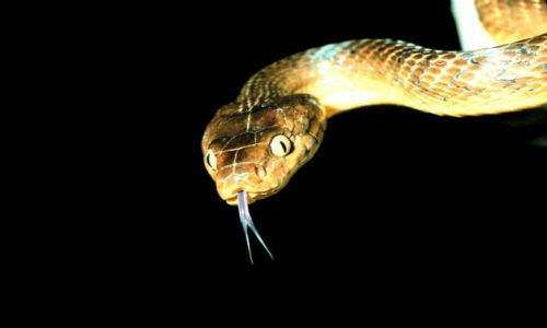 Serpiente de árbol. Llegó a la isla de Guam después de la Segunda Guerra Mundial y desencadenó uno de los más grandes desastres ecológicos, pues se alimentaron y acabaron con vertebrados que habitaban los bosques nativos y crecieron en tamaño hasta 3 metros.