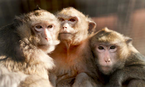 Mono macaco cangrejero. Amenazan criaderos de aves tropicales y se cree que son responsables de empujar a algunas especies de aves a la extinción. Son peligrosos también para los humanos porque llevan una cepa endémica de herpes que es fatal.