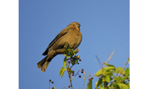 Brown-Headed Cowbird. Estas aves son capaces de adaptarse a casi cualquier ambiente, por lo que es peligroso al invadir lugares de manera masiva.