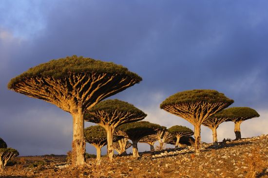 03 Socotra Yemen