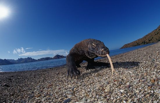 06 Komodo Indonesia