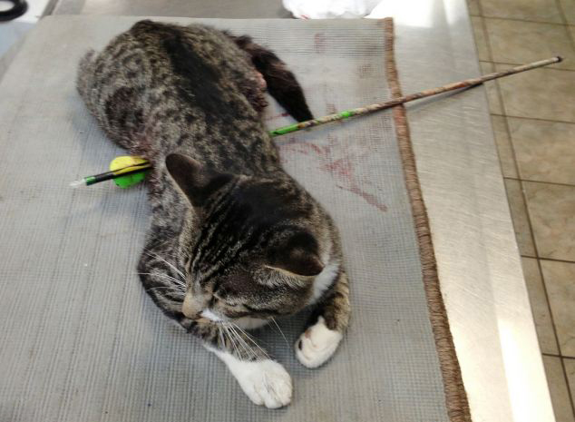 Un gato sobrevive con una flecha de 27 centímetros atravesada en el cuerpo