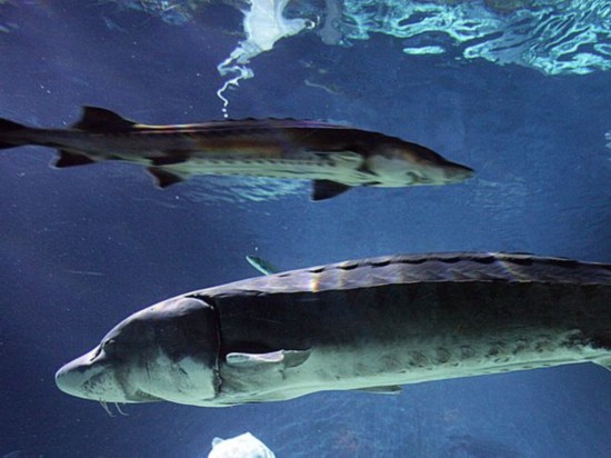 Peces gigantes en todo el mundo 2