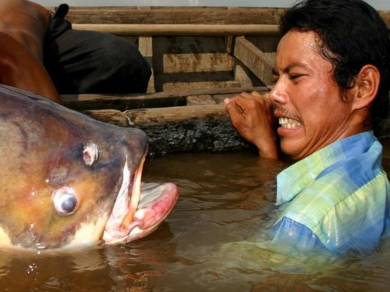 Peces gigantes en todo el mundo 4