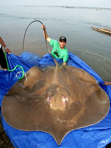 Peces gigantes en todo el mundo 6