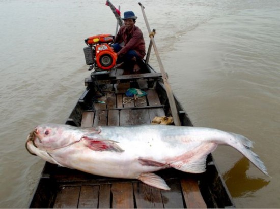 Peces gigantes en todo el mundo 8